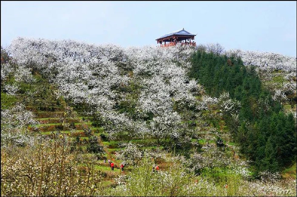 【春天，广西桂林灌阳县向您发出邀请！】我们在灌阳看梨花 - 游山玩水 - 肇庆生活社区 - 肇庆28生活网 zq.28life.net