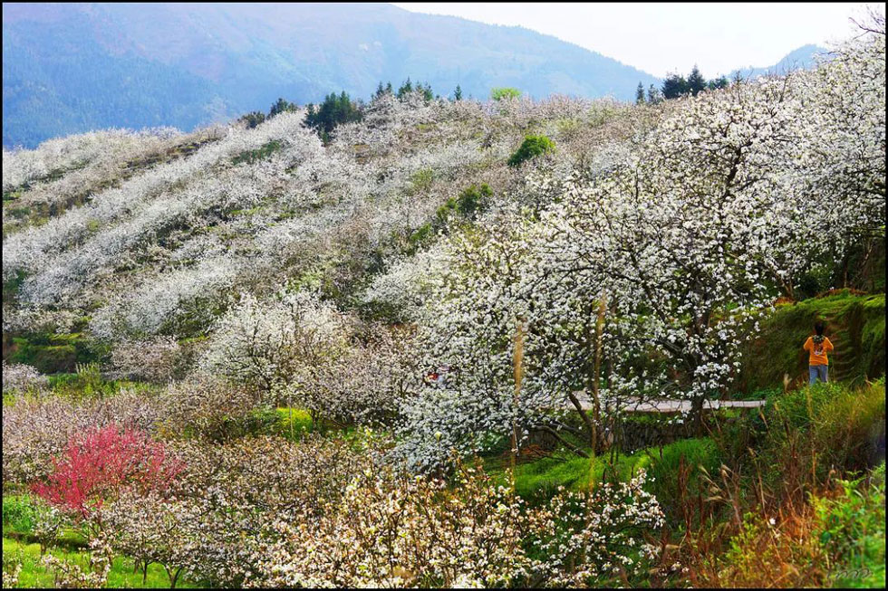 【春天，广西桂林灌阳县向您发出邀请！】我们在灌阳看梨花 - 游山玩水 - 肇庆生活社区 - 肇庆28生活网 zq.28life.net
