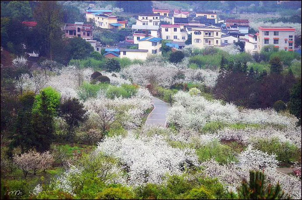 【春天，广西桂林灌阳县向您发出邀请！】我们在灌阳看梨花 - 游山玩水 - 肇庆生活社区 - 肇庆28生活网 zq.28life.net