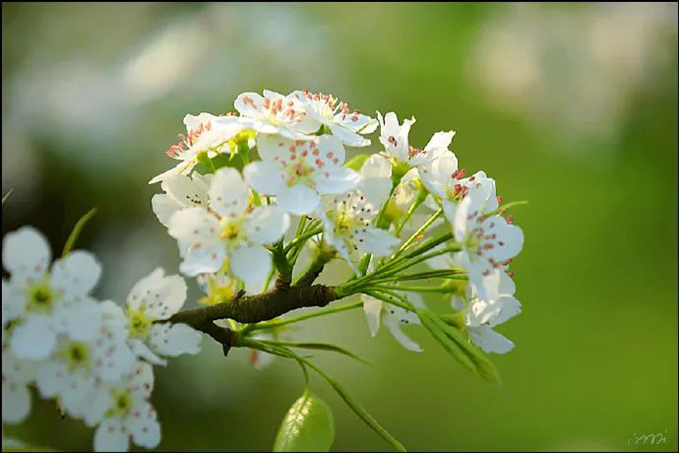 【春天，广西桂林灌阳县向您发出邀请！】我们在灌阳看梨花 - 游山玩水 - 肇庆生活社区 - 肇庆28生活网 zq.28life.net