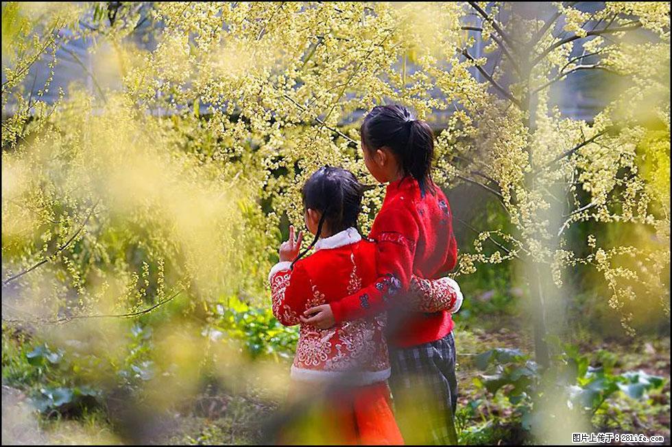 【春天，广西桂林灌阳县向您发出邀请！】米珠山前有片山苍子花在飘香 - 游山玩水 - 肇庆生活社区 - 肇庆28生活网 zq.28life.net