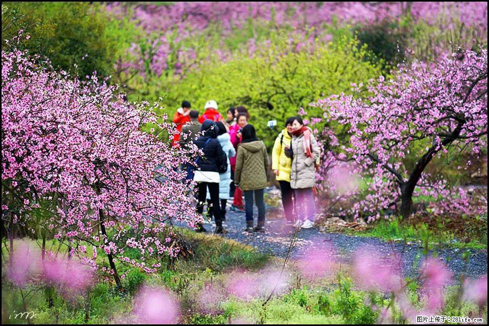 【春天，广西桂林灌阳县向您发出邀请！】官庄村有个醉美的桃花园 - 游山玩水 - 肇庆生活社区 - 肇庆28生活网 zq.28life.net