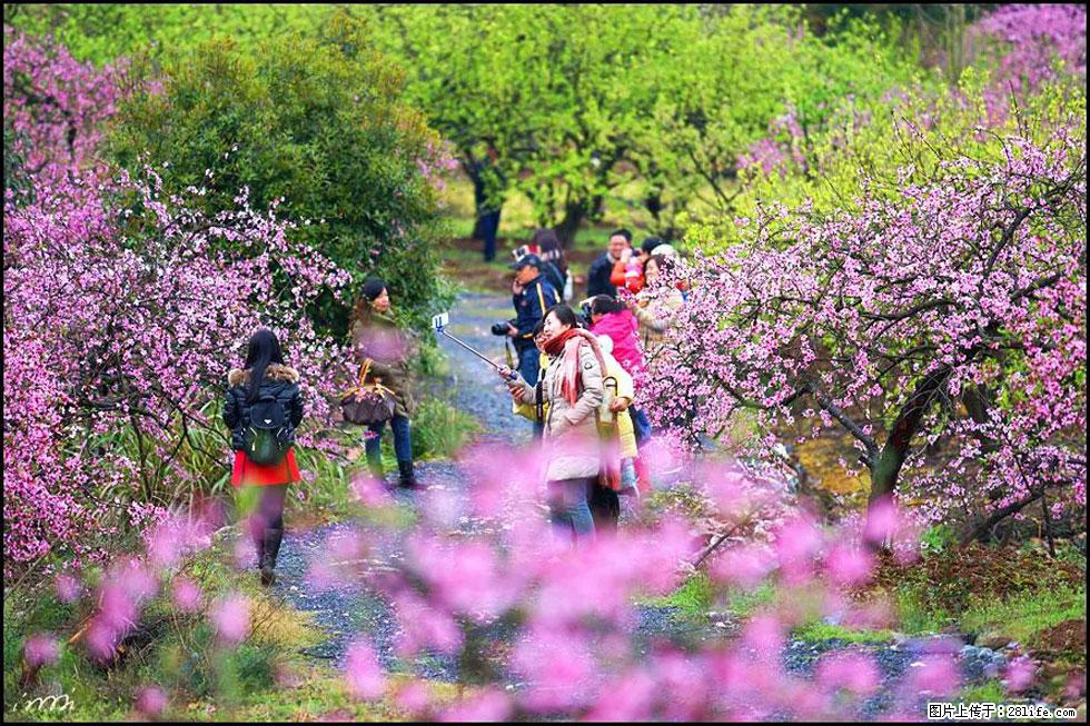 【春天，广西桂林灌阳县向您发出邀请！】官庄村有个醉美的桃花园 - 游山玩水 - 肇庆生活社区 - 肇庆28生活网 zq.28life.net