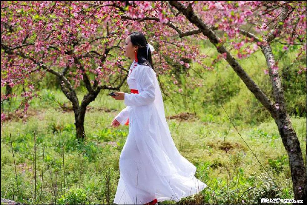 【春天，广西桂林灌阳县向您发出邀请！】官庄村有个醉美的桃花园 - 游山玩水 - 肇庆生活社区 - 肇庆28生活网 zq.28life.net