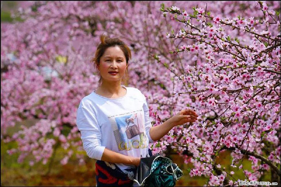 【春天，广西桂林灌阳县向您发出邀请！】官庄村有个醉美的桃花园 - 游山玩水 - 肇庆生活社区 - 肇庆28生活网 zq.28life.net