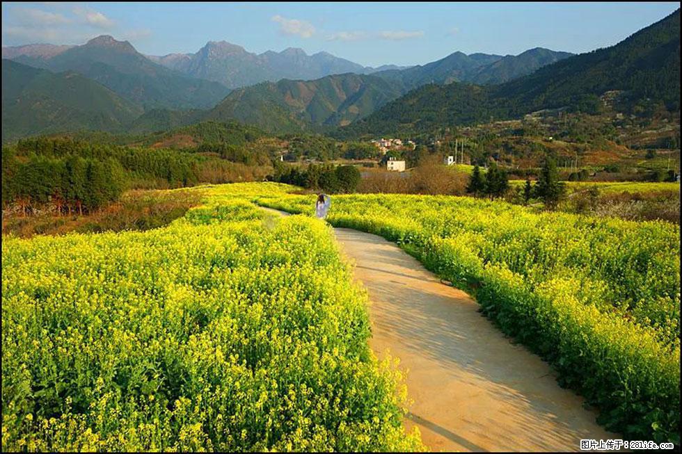 【春天，广西桂林灌阳县向您发出邀请！】长坪村油菜盛情花开 - 游山玩水 - 肇庆生活社区 - 肇庆28生活网 zq.28life.net