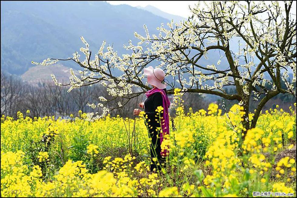 【春天，广西桂林灌阳县向您发出邀请！】长坪村油菜盛情花开 - 游山玩水 - 肇庆生活社区 - 肇庆28生活网 zq.28life.net