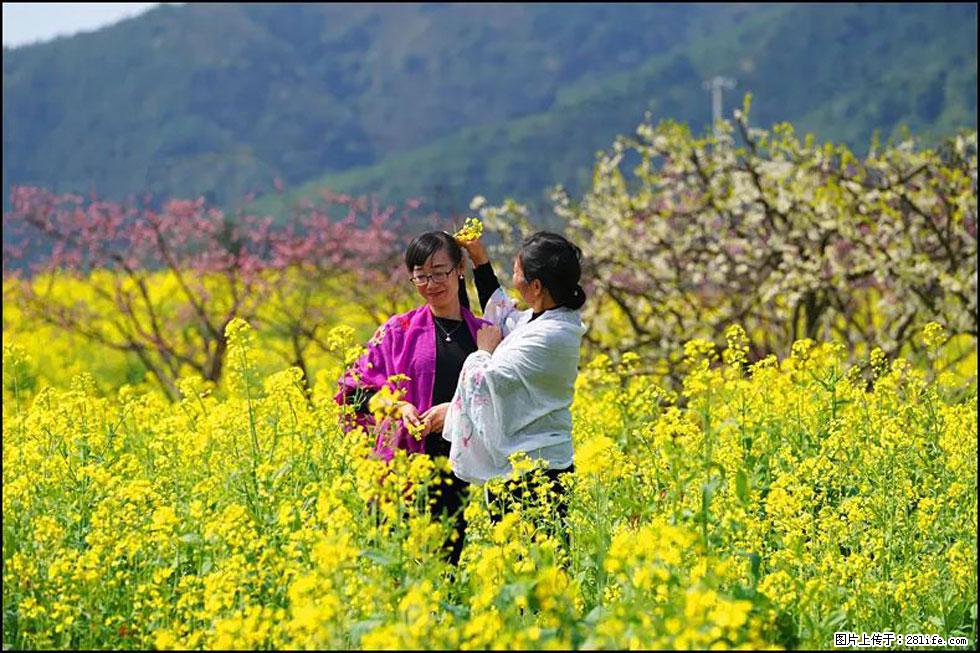 【春天，广西桂林灌阳县向您发出邀请！】长坪村油菜盛情花开 - 游山玩水 - 肇庆生活社区 - 肇庆28生活网 zq.28life.net