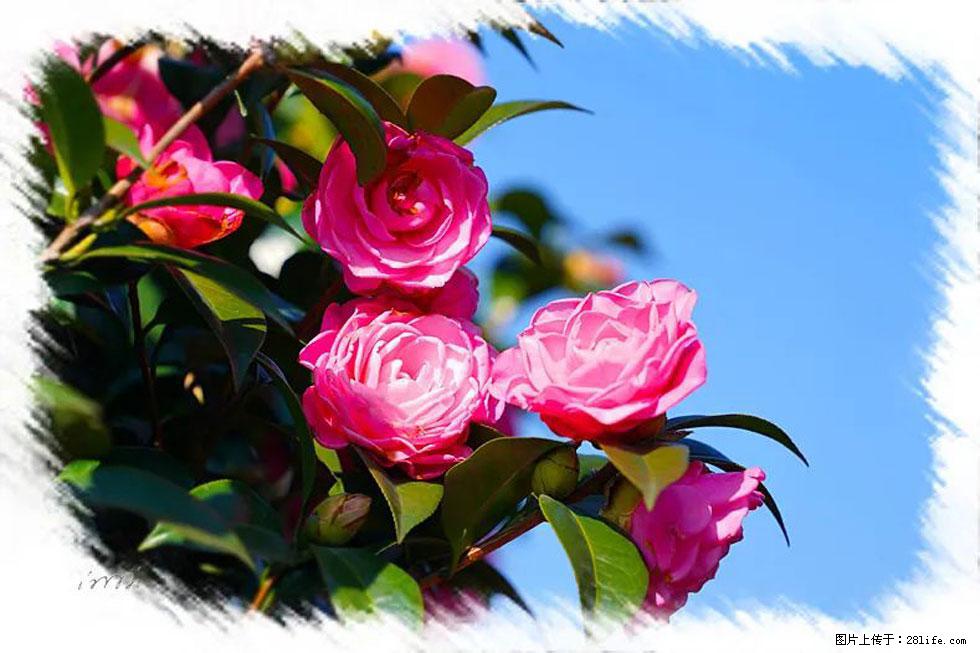 【春天，广西桂林灌阳县向您发出邀请！】杨柳井茶花惹人爱 - 游山玩水 - 肇庆生活社区 - 肇庆28生活网 zq.28life.net