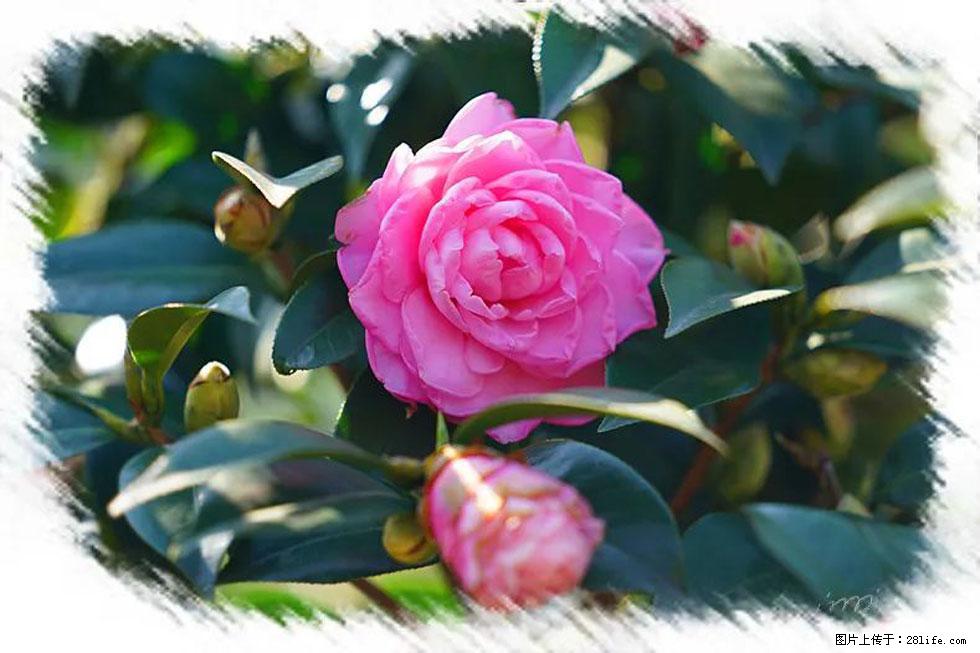 【春天，广西桂林灌阳县向您发出邀请！】杨柳井茶花惹人爱 - 游山玩水 - 肇庆生活社区 - 肇庆28生活网 zq.28life.net