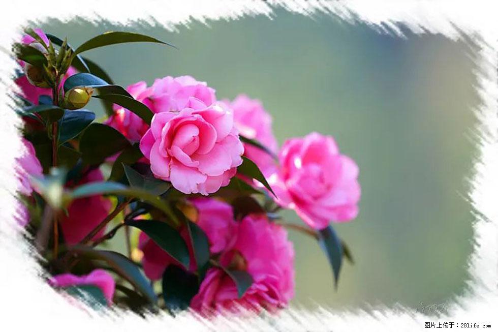 【春天，广西桂林灌阳县向您发出邀请！】杨柳井茶花惹人爱 - 游山玩水 - 肇庆生活社区 - 肇庆28生活网 zq.28life.net
