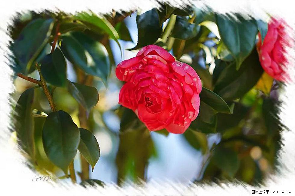 【春天，广西桂林灌阳县向您发出邀请！】杨柳井茶花惹人爱 - 游山玩水 - 肇庆生活社区 - 肇庆28生活网 zq.28life.net
