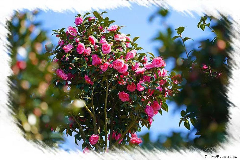【春天，广西桂林灌阳县向您发出邀请！】杨柳井茶花惹人爱 - 游山玩水 - 肇庆生活社区 - 肇庆28生活网 zq.28life.net