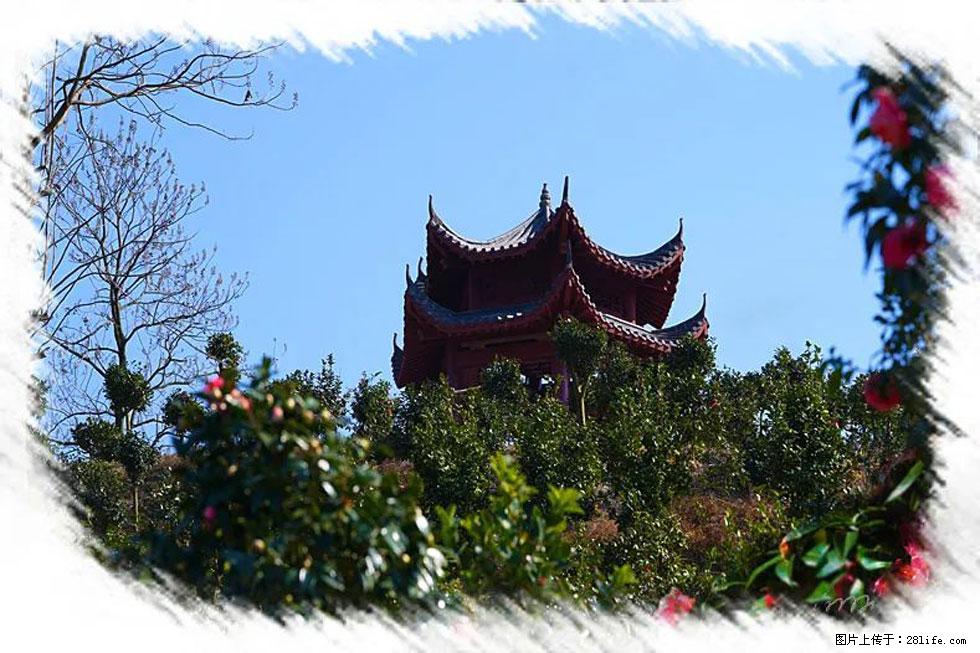 【春天，广西桂林灌阳县向您发出邀请！】杨柳井茶花惹人爱 - 游山玩水 - 肇庆生活社区 - 肇庆28生活网 zq.28life.net
