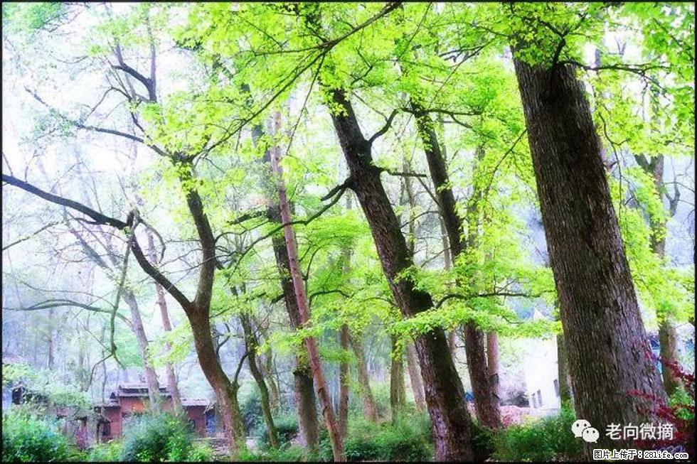 【春天，广西桂林灌阳县向您发出邀请！】在小龙村与春天约会 - 游山玩水 - 肇庆生活社区 - 肇庆28生活网 zq.28life.net