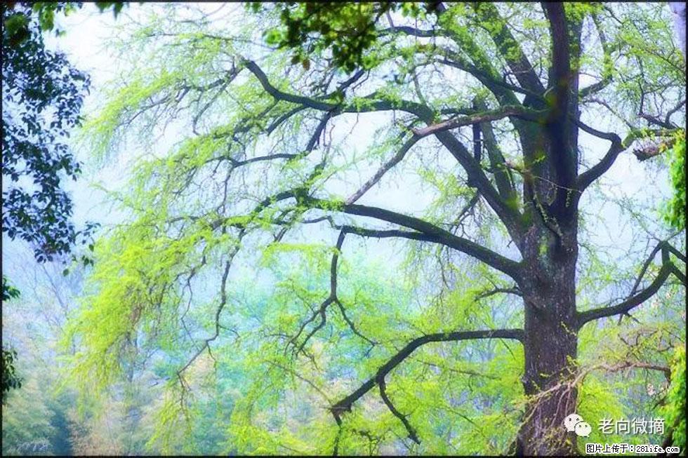 【春天，广西桂林灌阳县向您发出邀请！】在小龙村与春天约会 - 游山玩水 - 肇庆生活社区 - 肇庆28生活网 zq.28life.net