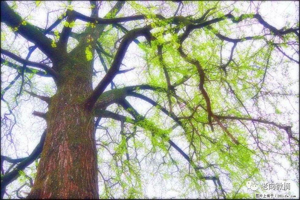 【春天，广西桂林灌阳县向您发出邀请！】在小龙村与春天约会 - 游山玩水 - 肇庆生活社区 - 肇庆28生活网 zq.28life.net
