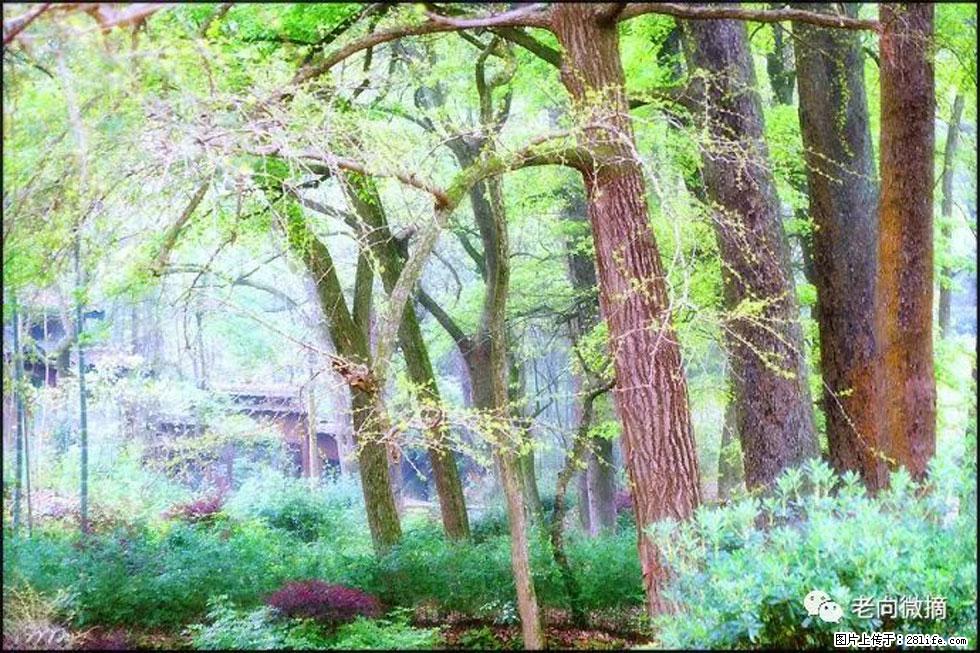 【春天，广西桂林灌阳县向您发出邀请！】在小龙村与春天约会 - 游山玩水 - 肇庆生活社区 - 肇庆28生活网 zq.28life.net