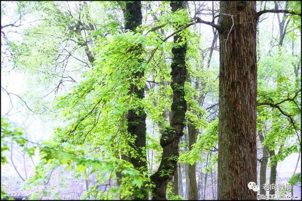 【春天，广西桂林灌阳县向您发出邀请！】在小龙村与春天约会 - 游山玩水 - 肇庆生活社区 - 肇庆28生活网 zq.28life.net