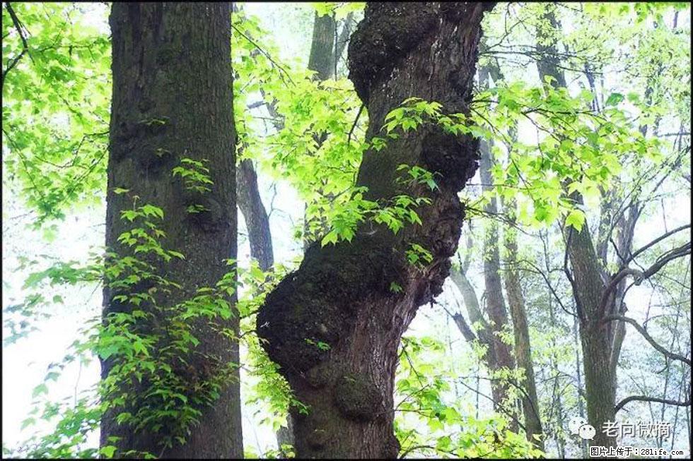 【春天，广西桂林灌阳县向您发出邀请！】在小龙村与春天约会 - 游山玩水 - 肇庆生活社区 - 肇庆28生活网 zq.28life.net