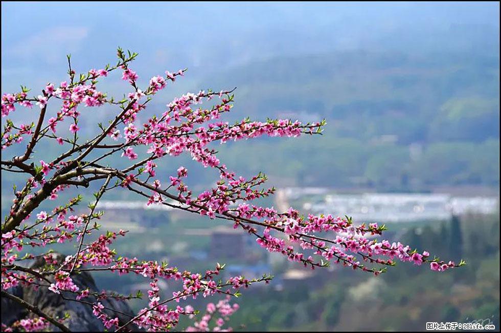 【春天，广西桂林灌阳县向您发出邀请！】望月岭上桃花开 - 游山玩水 - 肇庆生活社区 - 肇庆28生活网 zq.28life.net