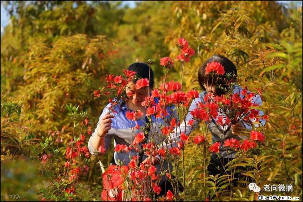 【春天，广西桂林灌阳县向您发出邀请！】登麒麟山，相约映山红 - 游山玩水 - 肇庆生活社区 - 肇庆28生活网 zq.28life.net
