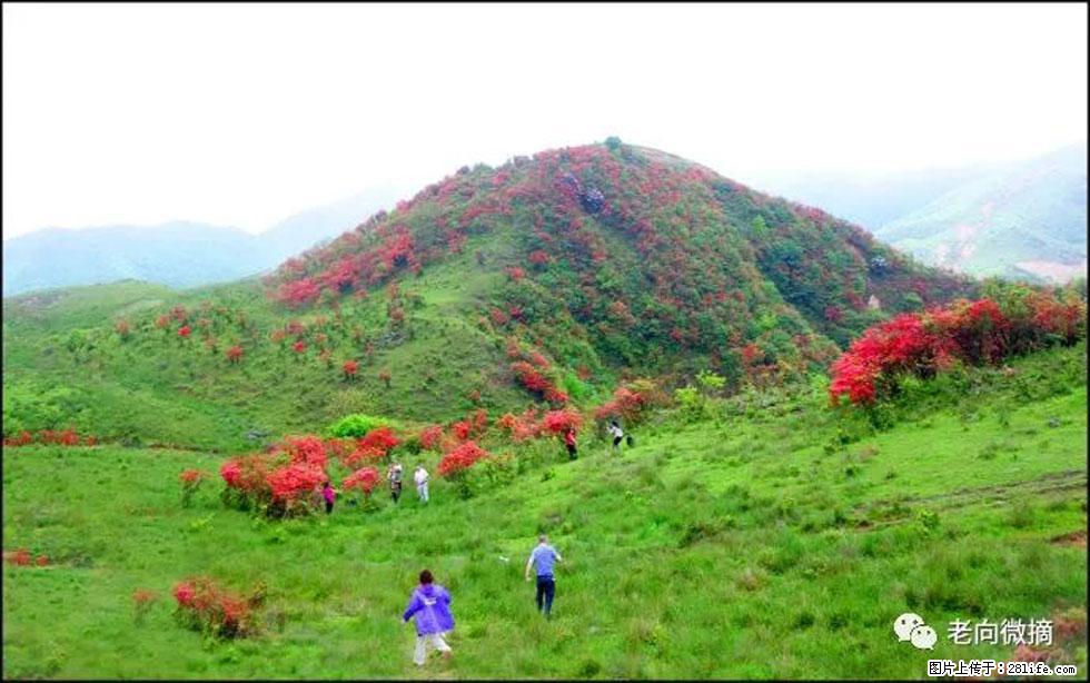 【春天，广西桂林灌阳县向您发出邀请！】宝盖山上映山红 - 游山玩水 - 肇庆生活社区 - 肇庆28生活网 zq.28life.net
