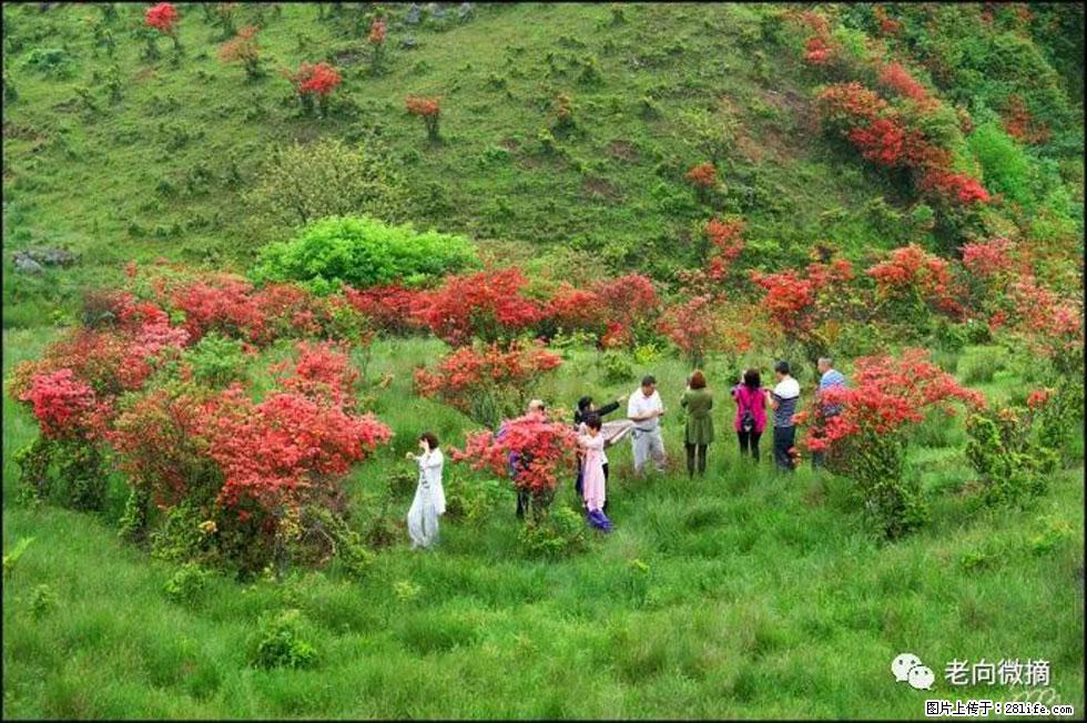 【春天，广西桂林灌阳县向您发出邀请！】宝盖山上映山红 - 游山玩水 - 肇庆生活社区 - 肇庆28生活网 zq.28life.net