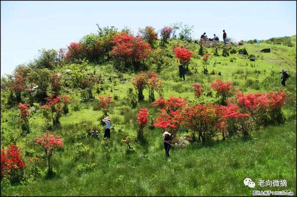 【春天，广西桂林灌阳县向您发出邀请！】宝盖山上映山红 - 游山玩水 - 肇庆生活社区 - 肇庆28生活网 zq.28life.net
