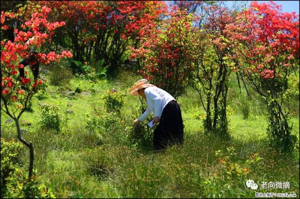 【春天，广西桂林灌阳县向您发出邀请！】宝盖山上映山红 - 游山玩水 - 肇庆生活社区 - 肇庆28生活网 zq.28life.net