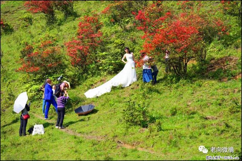 【春天，广西桂林灌阳县向您发出邀请！】宝盖山上映山红 - 游山玩水 - 肇庆生活社区 - 肇庆28生活网 zq.28life.net