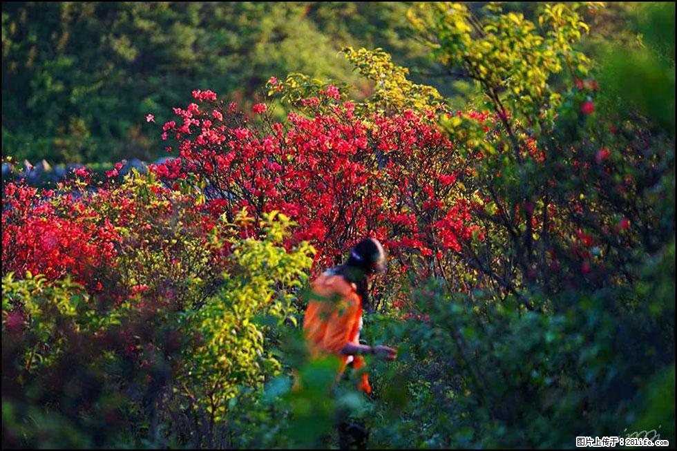 【春天，广西桂林灌阳县向您发出邀请！】春木界上映山红 - 游山玩水 - 肇庆生活社区 - 肇庆28生活网 zq.28life.net