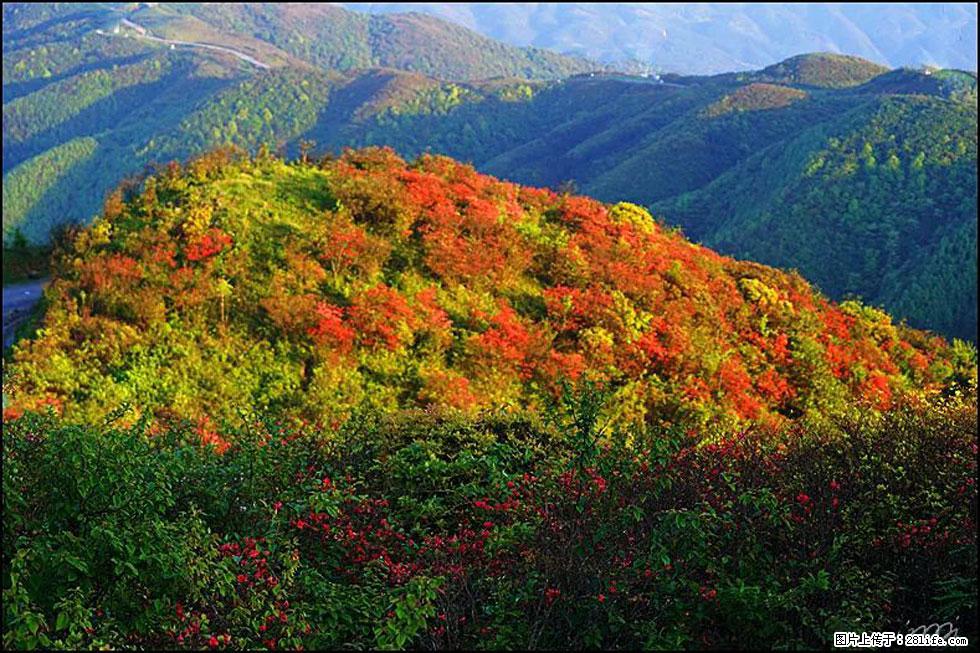 【春天，广西桂林灌阳县向您发出邀请！】春木界上映山红 - 游山玩水 - 肇庆生活社区 - 肇庆28生活网 zq.28life.net