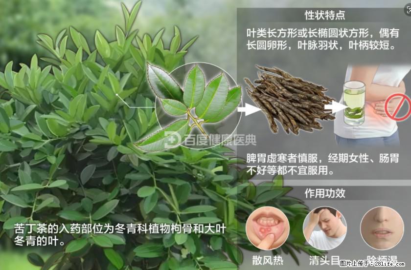 苦丁茶有哪些功效和作用 - 生活百科 - 肇庆生活社区 - 肇庆28生活网 zq.28life.net