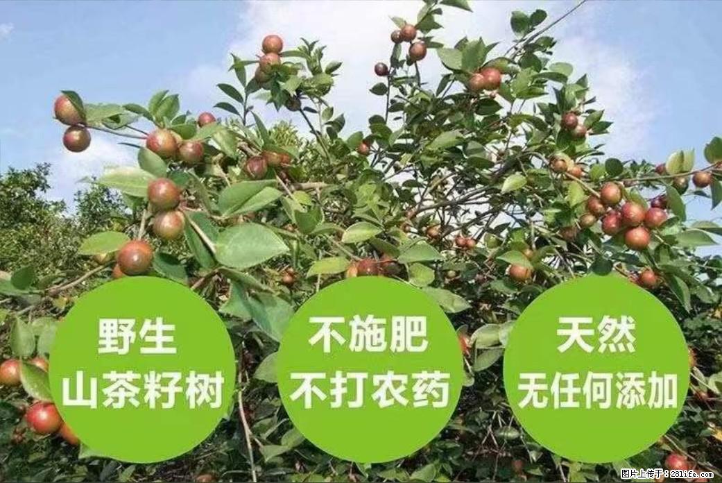 【灌阳县油茶产业示范区】一个有着充实的精神生活的人，对待身外之物自会有一种淡泊的态度 - 美食天地 - 肇庆生活社区 - 肇庆28生活网 zq.28life.net