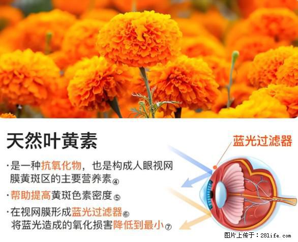 叶黄素有什么功效和作用 - 生活百科 - 肇庆生活社区 - 肇庆28生活网 zq.28life.net