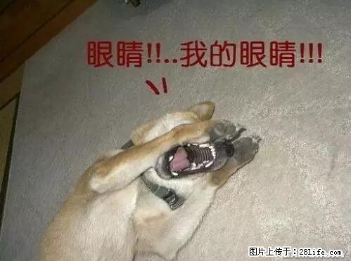 笑癫了！一女的怀孕三年未生，他终于忍不住了... - 娱乐八卦 - 肇庆生活社区 - 肇庆28生活网 zq.28life.net