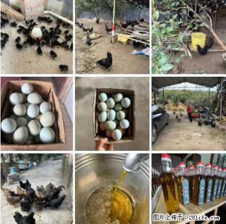 油茶园从小鸡仔开始养起的纯土鸡、土鸡蛋可以预定啦！还有前几天刚榨的纯山茶油哦 - 肇庆28生活网 zq.28life.net