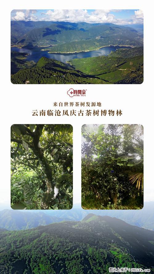 时间果百年古树2025年春红茶 - 购物交流 - 肇庆生活社区 - 肇庆28生活网 zq.28life.net