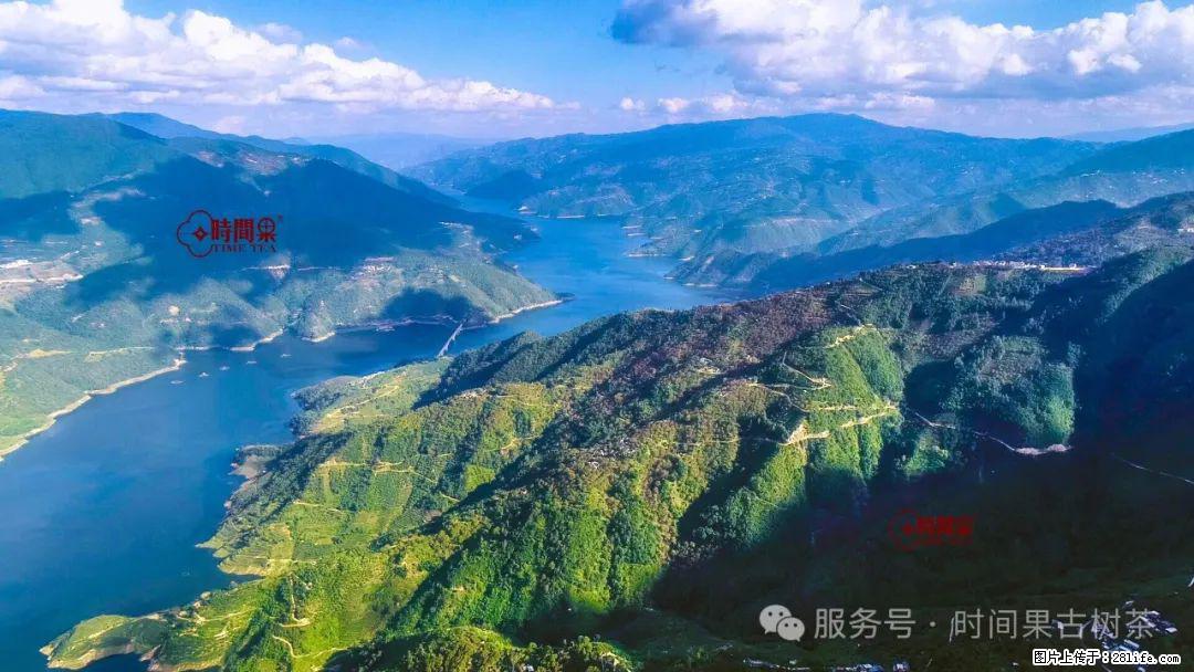 时间果百年古树龙珠普洱生茶 - 购物交流 - 肇庆生活社区 - 肇庆28生活网 zq.28life.net