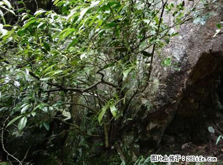平乐石崖茶，珍贵仅次于金花茶 - 肇庆生活资讯 - 肇庆28生活网 zq.28life.net