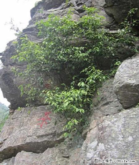平乐石崖茶，珍贵仅次于金花茶 - 肇庆生活资讯 - 肇庆28生活网 zq.28life.net