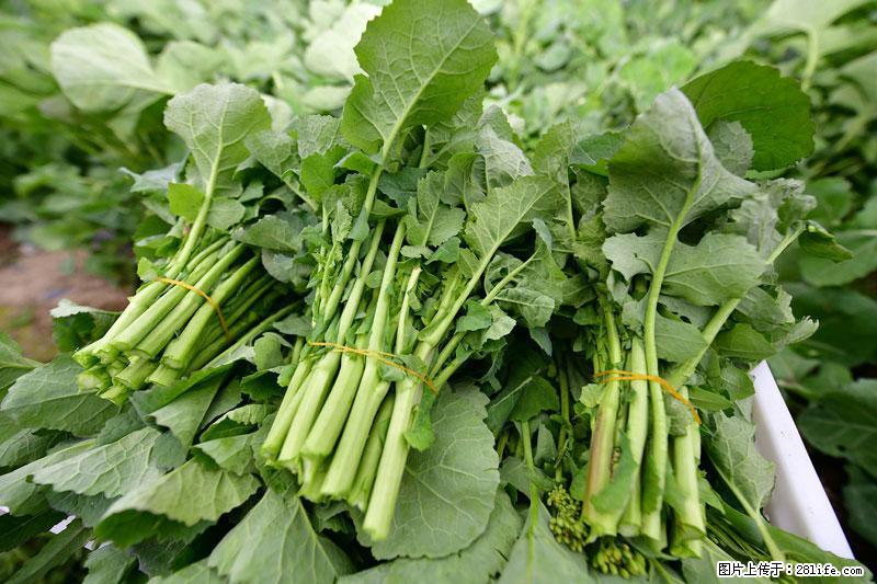 这些蔬菜是“天然钙片”，这6种被医生重点推荐 - 肇庆生活资讯 - 肇庆28生活网 zq.28life.net
